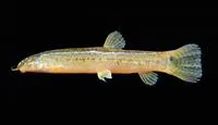 Burmese loach (Lepidocephalichthys berdmorei)