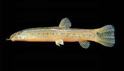 Burmese loach (Lepidocephalichthys berdmorei)
