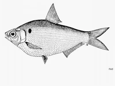 Burmese river gizzard shad (Gonialosa modesta)
