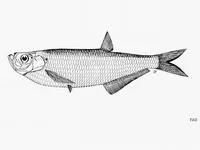Burmese River ilisha (Ilisha novacula)