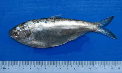 Burmese river shad (Gudusia variegata)