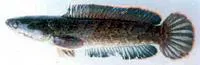 Burmese snakehead (Channa harcourtbutleri)