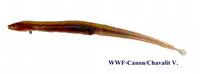 Burmese spineless eel (Chaudhuria caudata)