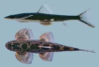 Burmese stone loach (Balitora burmanica)