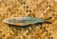 Burmese trout (Raiamas guttatus)