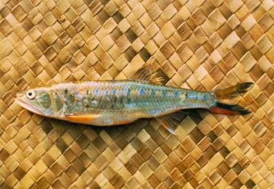 Burmese trout (Raiamas guttatus)