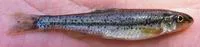 Burrhead chub (Macrhybopsis marconis)