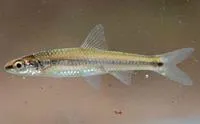 Burrhead shiner (Notropis asperifrons)