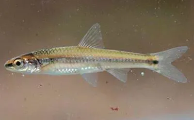 Burrhead shiner (Notropis asperifrons)