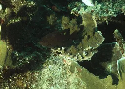 Burrough's damsel (Pomacentrus burroughi)