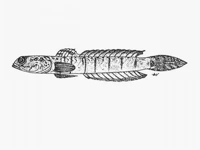 Burrowing goby (Croilia mossambica)