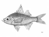 Buru glass perchlet (Ambassis buruensis)