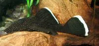Bushymouth catfish (Ancistrus dolichopterus)