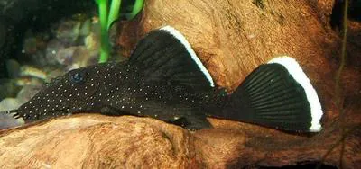 Bushymouth catfish (Ancistrus dolichopterus)