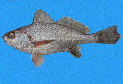 Bussing's drum (Umbrina bussingi)