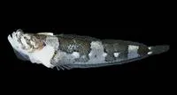 Bussing's stargazer (Platygillellus bussingi)