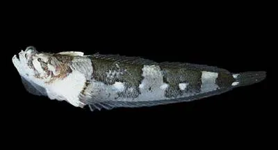 Bussing's stargazer (Platygillellus bussingi)