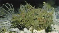 Butler's frogfish (Tathicarpus butleri)