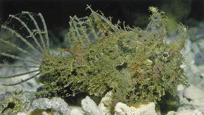 Butler's frogfish (Tathicarpus butleri)