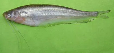 Butter catfish (Ompok bimaculatus)