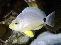 Butter hamlet (Hypoplectrus unicolor)