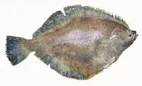 Butter sole (Isopsetta isolepis)