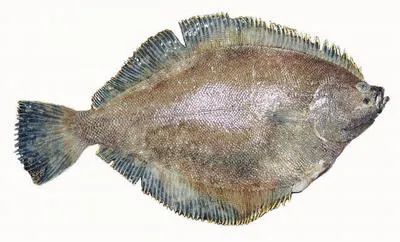 Butter sole (Isopsetta isolepis)