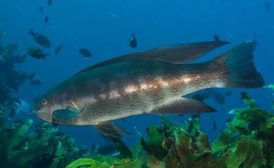 Butterfish (Odax pullus)