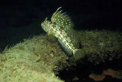 Butterfly blenny (Blennius ocellaris)