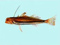 Butterfly flying-gurnard (Dactyloptena papilio)