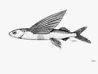 Butterfly flyingfish (Cheilopogon papilio)
