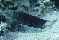 Butterfly goby (Amblygobius albimaculatus)