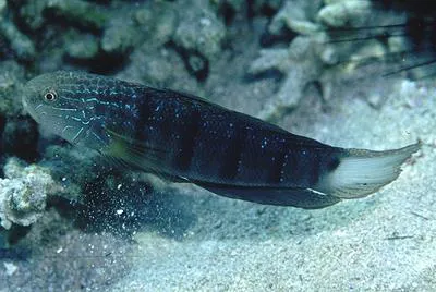 Butterfly goby (Amblygobius albimaculatus)