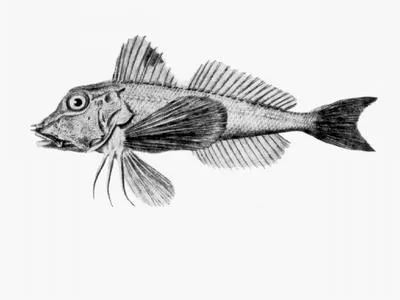 Butterfly gurnard (Lepidotrigla vanessa)