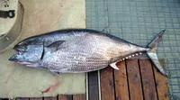Butterfly kingfish (Gasterochisma melampus)