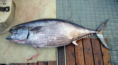 Butterfly kingfish (Gasterochisma melampus)