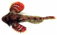 Butterfly sculpin (Hemilepidotus papilio)