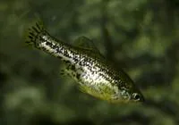 Butterfly splitfin (Ameca splendens)
