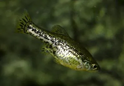 Butterfly splitfin (Ameca splendens)