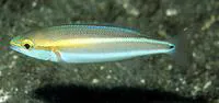 Butterfly whiptail (Pentapodus setosus)