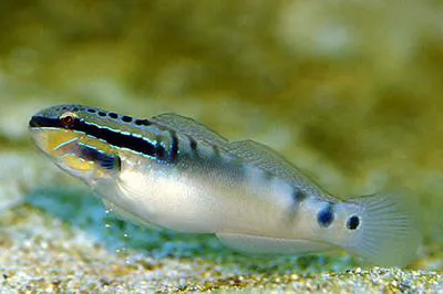 Bynoe goby (Amblygobius bynoensis)