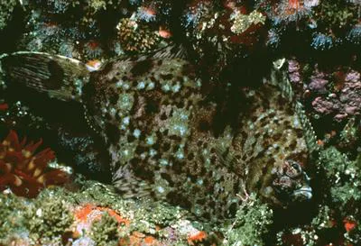 C-O sole (Pleuronichthys coenosus)