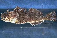 Cabezon (Scorpaenichthys marmoratus)