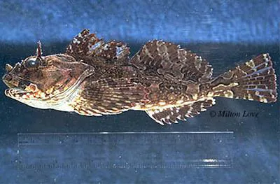 Cabezon (Scorpaenichthys marmoratus)