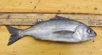 Cabinza grunt (Isacia conceptionis)
