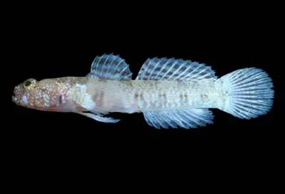 Cable's goby (Eleotrica cableae)