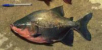 Cachama (Colossoma macropomum)