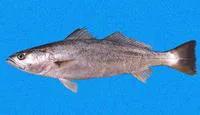 Cachema weakfish (Cynoscion phoxocephalus)