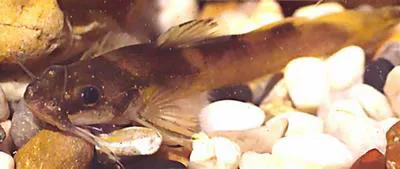 Caddo madtom (Noturus taylori)