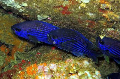 Cadenat's chromis (Chromis cadenati)